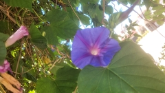Ipomoea