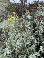 Eriophyllum staechadifolium