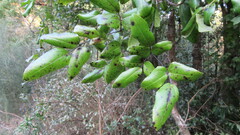 Lardizabala biternata