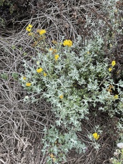 Eriophyllum staechadifolium