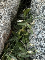 Cerastium beeringianum