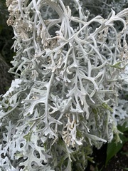 Pseudevernia consocians