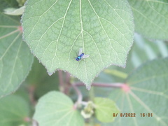 Condylostylus mundus
