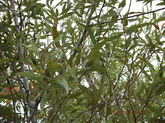 Salix caroliniana