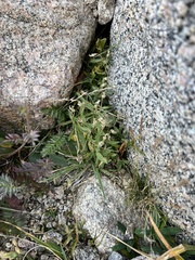 Cerastium beeringianum