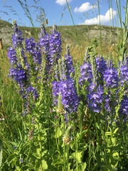 Veronica teucrium
