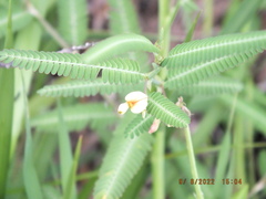 Aeschynomene indica