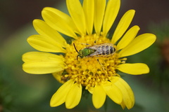Agapostemon