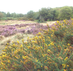 Ulex