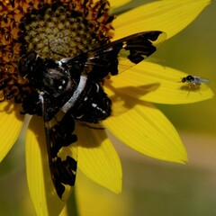 Exoprosopa dorcadion