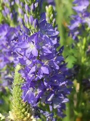 Veronica teucrium