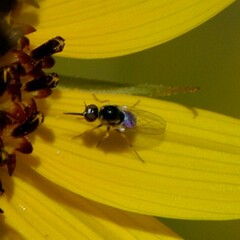 Mythicomyiidae