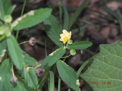 Sida rhombifolia