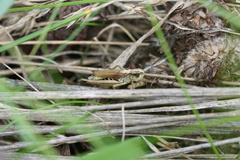 Pseudochorthippus curtipennis