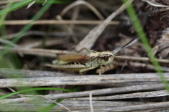 Pseudochorthippus curtipennis