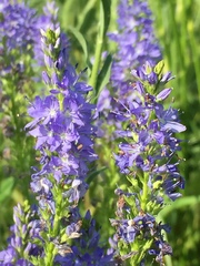 Veronica teucrium