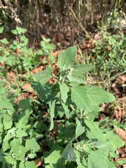 Chenopodium