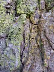 Lecanoromycetidae
