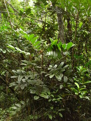 Euroschinus aoupiniensis