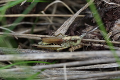 Pseudochorthippus curtipennis