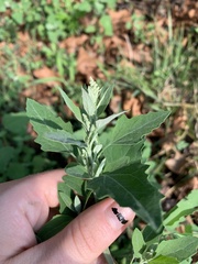 Chenopodium