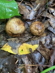 Amphibolips quercusinanis