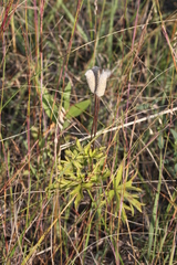 Anemone cylindrica
