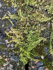 Plagiomnium cuspidatum