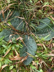 Elephantopus tomentosus