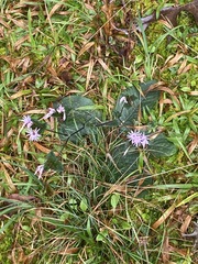 Elephantopus tomentosus