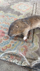 Geomys breviceps