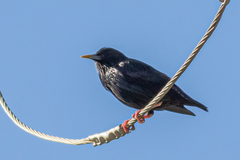 Sturnus unicolor