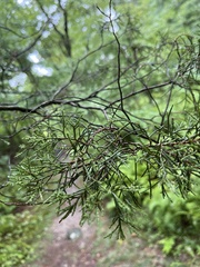Chamaecyparis thyoides