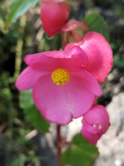 Begonia gracilis