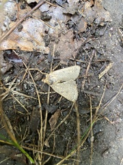 Protodeltote albidula