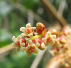 Euroschinus aoupiniensis
