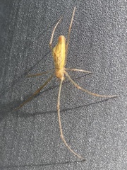 Tetragnatha extensa