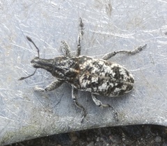 Cyphocleonus dealbatus