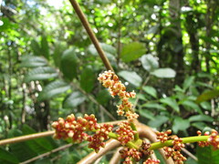 Euroschinus aoupiniensis
