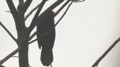 Saltator fuliginosus