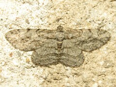 Anavitrinella pampinaria