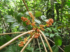 Euroschinus aoupiniensis