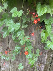 Ipomoea coccinea