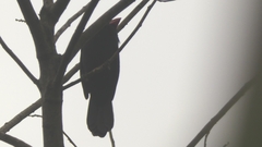 Saltator fuliginosus