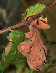 Eriosoma lanuginosum