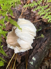 Megacollybia