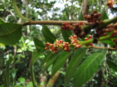 Euroschinus aoupiniensis