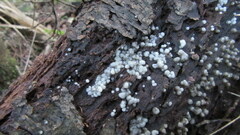 Helicogloea compressa