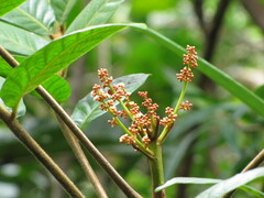 Euroschinus aoupiniensis