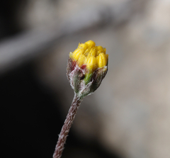 Tridax coronopifolia